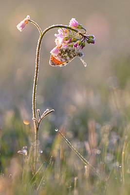 BUITEN BEELD Foto: 293244
