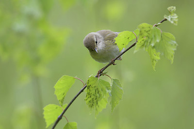 BUITEN BEELD Foto: 293248
