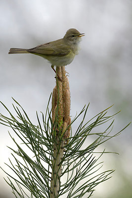 BUITEN BEELD Foto: 293250