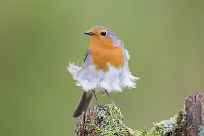 BUITEN BEELD Foto: 293265