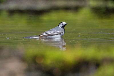 BUITEN BEELD Foto: 293267