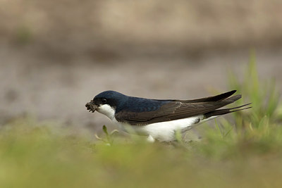 BUITEN BEELD Foto: 293272