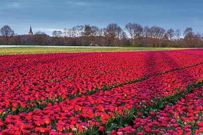 BUITEN BEELD Foto: 293284