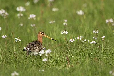 BUITEN BEELD Foto: 293286