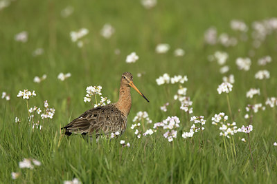 BUITEN BEELD Foto: 293287