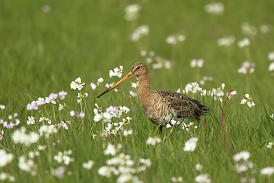 BUITEN BEELD Foto: 293288