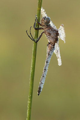 BUITEN BEELD Foto: 293293