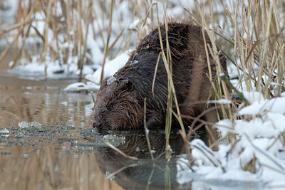 BUITEN BEELD Foto: 293296