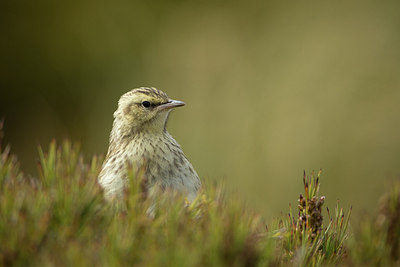 BUITEN BEELD Foto: 293350