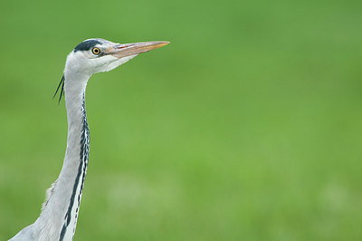 BUITEN BEELD Foto: 293438