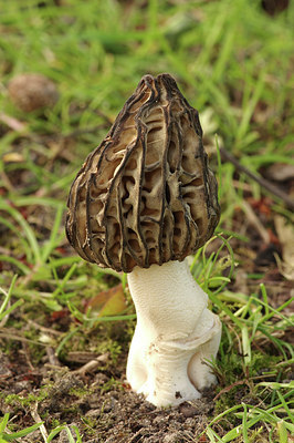 BUITEN BEELD Foto: 293439