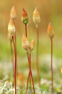 BUITEN BEELD Foto: 293448