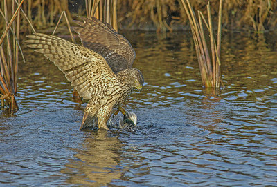 BUITEN BEELD Foto: 293450