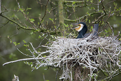 BUITEN BEELD Foto: 293458
