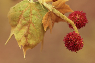 BUITEN BEELD Foto: 293473