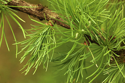 BUITEN BEELD Foto: 293482