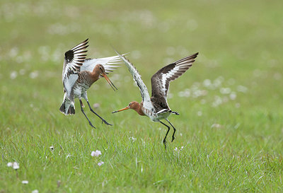 BUITEN BEELD Foto: 293511