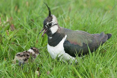 BUITEN BEELD Foto: 293516