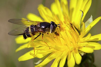 BUITEN BEELD Foto: 293517