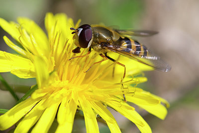 BUITEN BEELD Foto: 293520