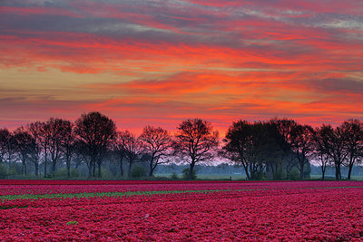 BUITEN BEELD Foto: 293526