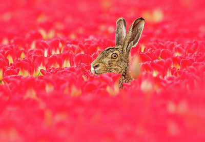 BUITEN BEELD Foto: 293556