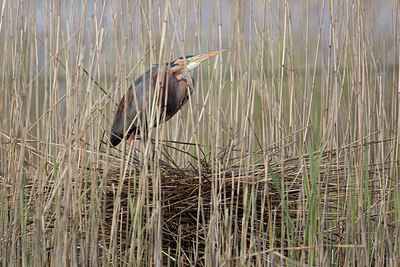 BUITEN BEELD Foto: 293566