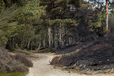 BUITEN BEELD Foto: 293577