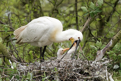 BUITEN BEELD Foto: 293583