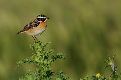 BUITEN BEELD Foto: 293584