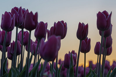 BUITEN BEELD Foto: 293591