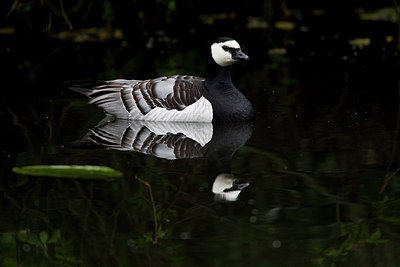 BUITEN BEELD Foto: 293599