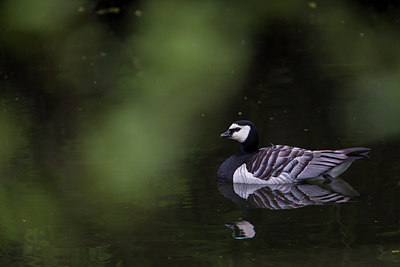 BUITEN BEELD Foto: 293600