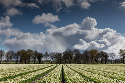 BUITEN BEELD Foto: 293611