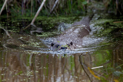 BUITEN BEELD Foto: 293630