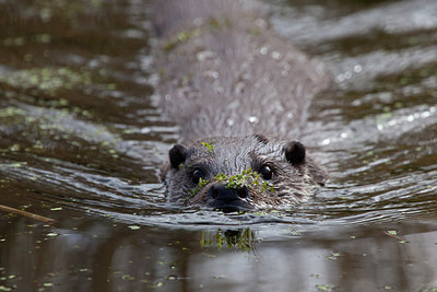BUITEN BEELD Foto: 293631