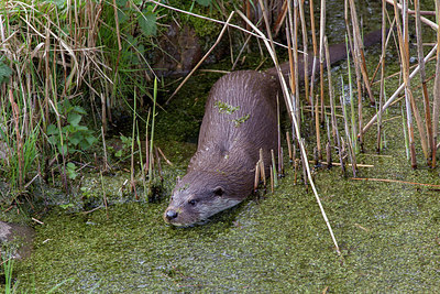 BUITEN BEELD Foto: 293635