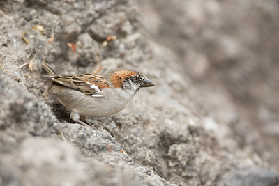 BUITEN BEELD Foto: 293646