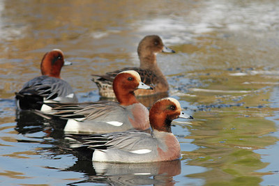 BUITEN BEELD Foto: 293690