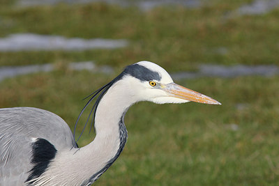 BUITEN BEELD Foto: 293693