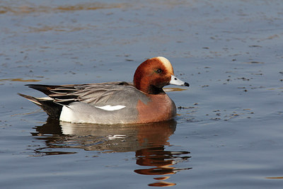 BUITEN BEELD Foto: 293700