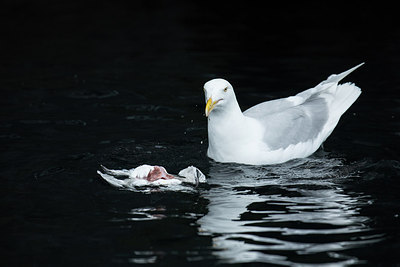 BUITEN BEELD Foto: 293791