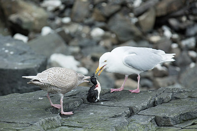 BUITEN BEELD Foto: 293792