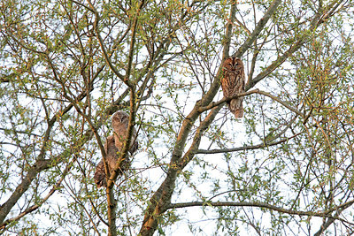 BUITEN BEELD Foto: 293809