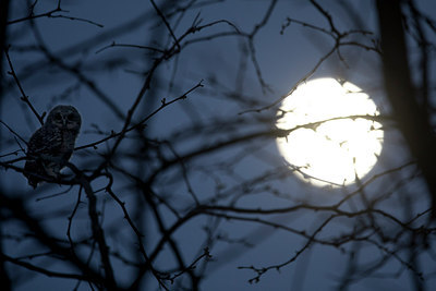BUITEN BEELD Foto: 293811