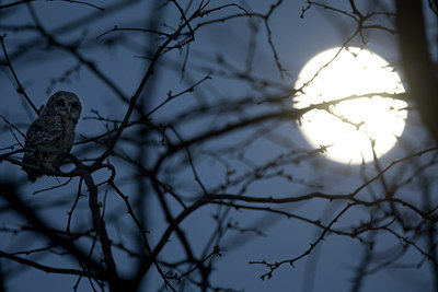 BUITEN BEELD Foto: 293812