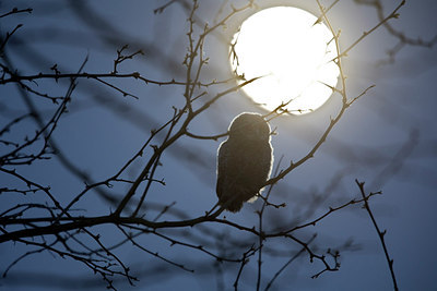 BUITEN BEELD Foto: 293813