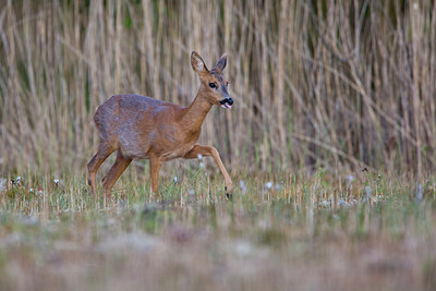 BUITEN BEELD Foto: 293821