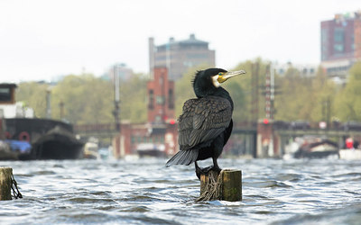 BUITEN BEELD Foto: 293847