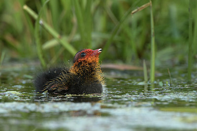 BUITEN BEELD Foto: 293877